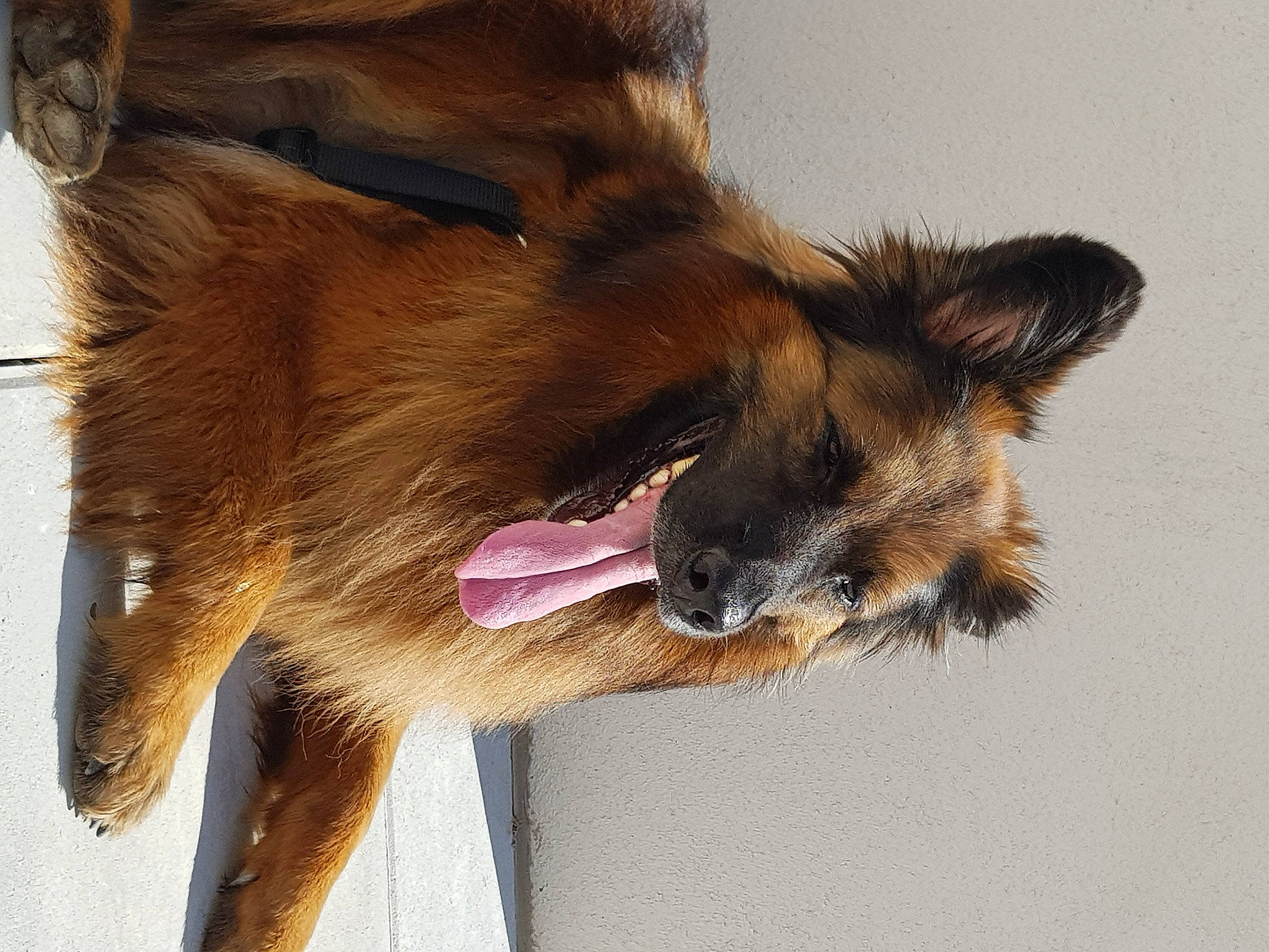 Lipton participe au concours pour gagner de l'argent avec cette photo : balance, biting, canidae, carnivore, claw, companion_dog, dog, dog_breed, foot, fur, liver, old_german_shepherd_dog, paw, snout, sporting_group, tail, terrestrial_animal, whiskers, wildlife, working_dog