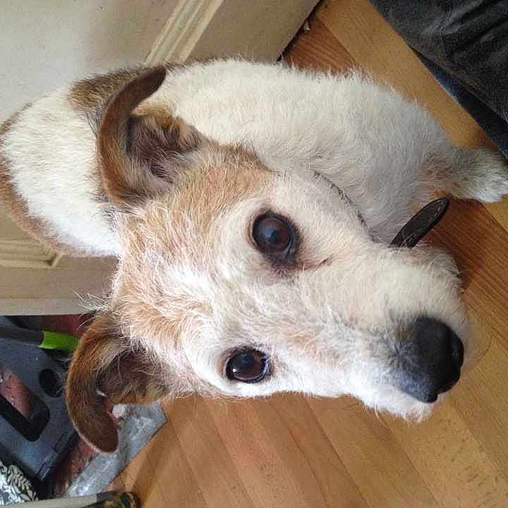 Poppy joined the competition — help win amazing prizes!