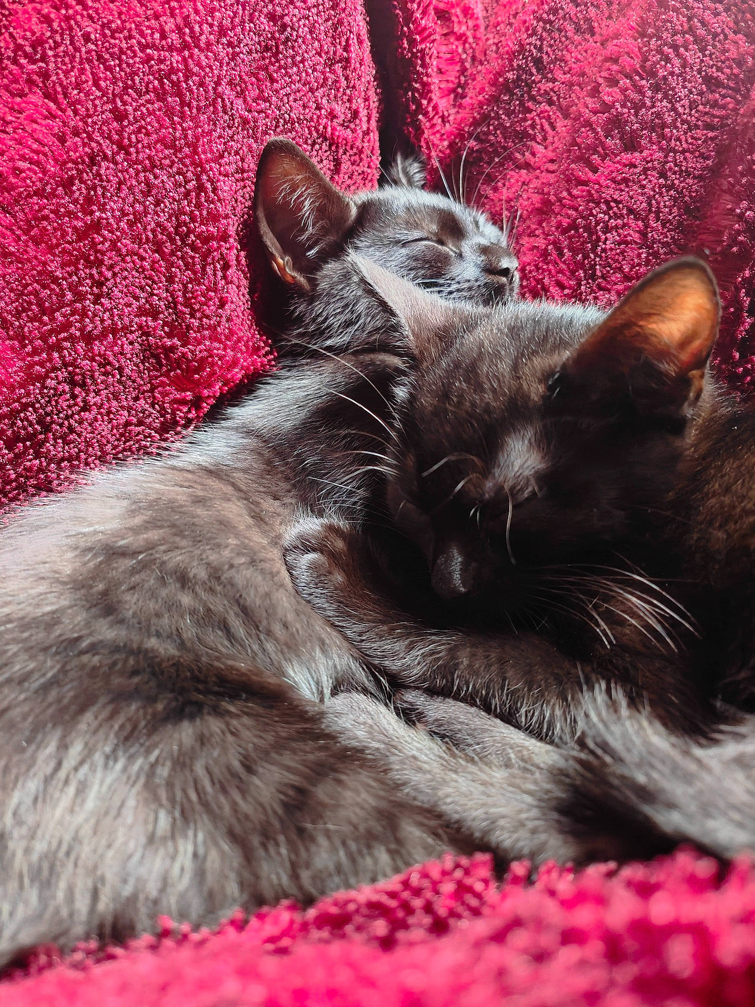 Wilber And Ed is registered to the contest to win money with this photo: black_cat, bombay, carnivore, cat, cat_supply, claw, comfort, domestic_short_haired_cat, felidae, fur, grey, magenta, nap, paw, plant, small_to_medium_sized_cats, snout, tail, whiskers