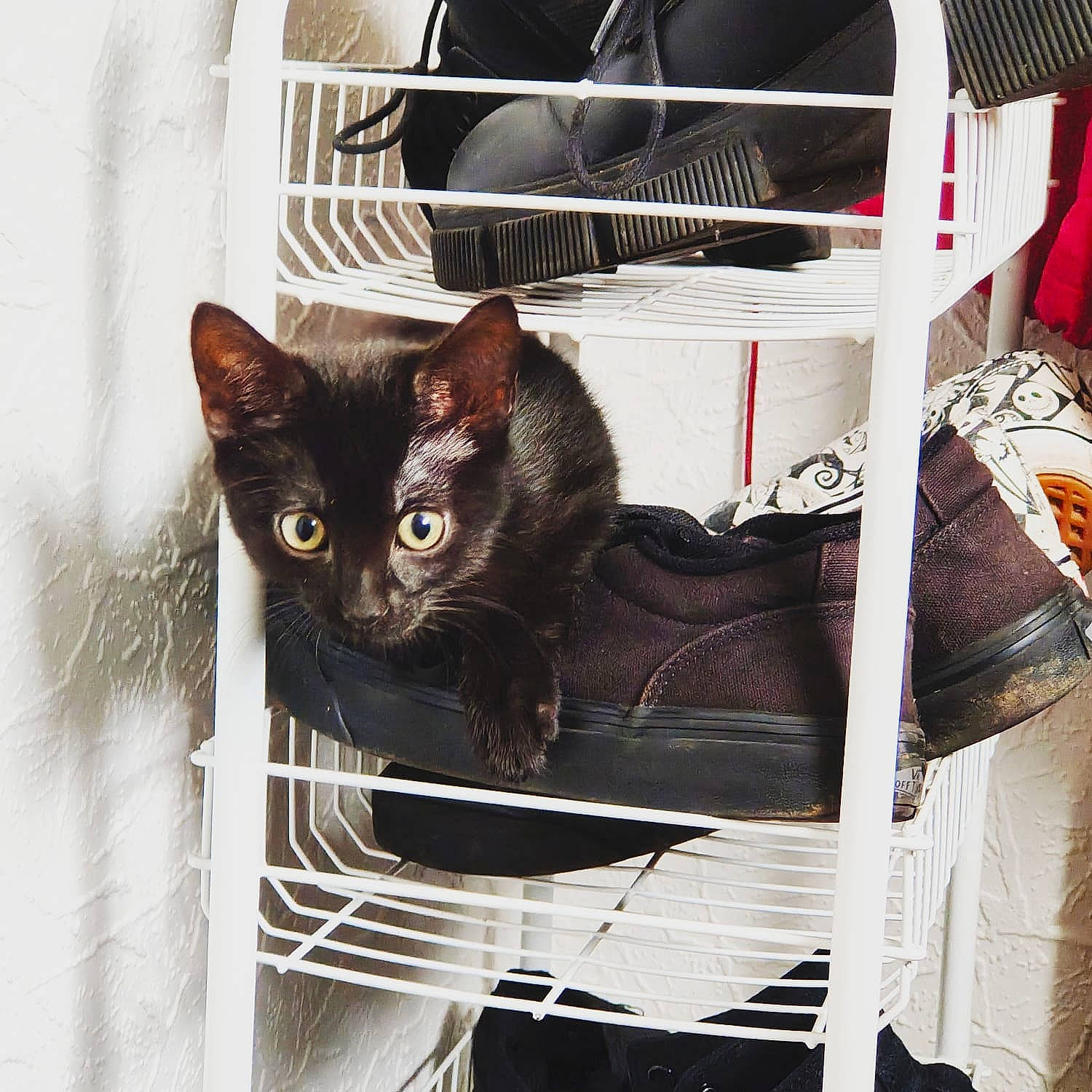 Wilber And Ed is registered to the contest to win money with this photo: animal_shelter, basket, black_cat, cage, carnivore, cat, cat_supply, comfort, domestic_short_haired_cat, felidae, fur, mammal, mechanical_fan, pet_supply, room, shelf, small_to_medium_sized_cats, tail, whiskers, window