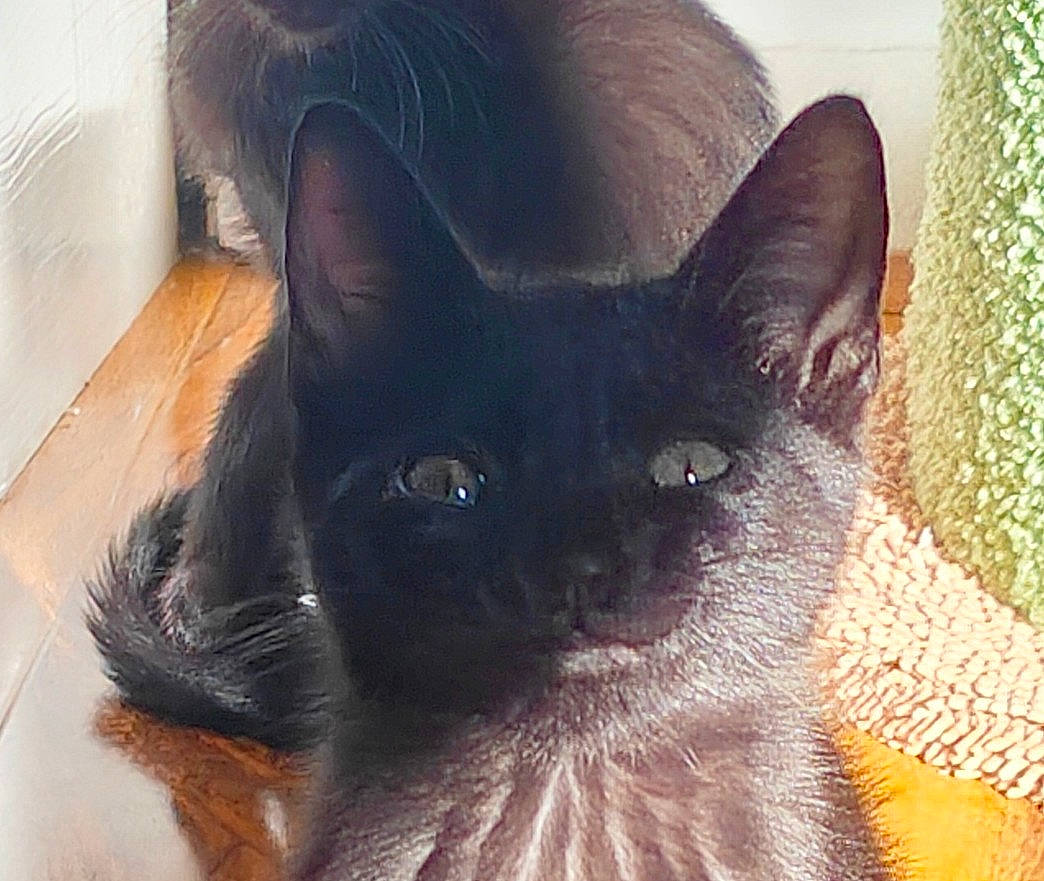 Wilber And Ed joined the competition — help win amazing prizes! black_cat, bombay, carnivore, cat, cat_supply, claw, comfort, domestic_short_haired_cat, ear, eye, fawn, felidae, fur, head, paw, small_to_medium_sized_cats, snout, tail, terrestrial_animal, whiskers
