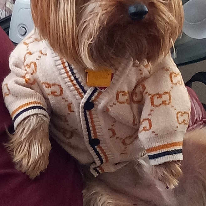 Buster Johnson joined the competition — help win amazing prizes! affenpinscher, animal, canine, clothing, couch, cushion, dog, face, furniture, head, homedecor, hoodie, knitwear, person, pet, photography, puppy, sweater, sweatshirt, terrier
