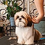 dog, shih_tzu, grooming, fur, scissors, table, hand, ear, indoor, plant, potted_plant, leafy_wallpaper, furniture, pet_care, fur_clippings, brown_and_white, cute, small_dog, person, animal