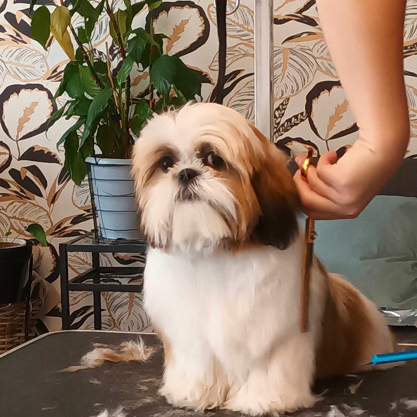 Atina participe au concours pour gagner de l'argent avec cette photo : animal, brown_and_white, cute, dog, ear, fur, fur_clippings, furniture, grooming, hand, indoor, leafy_wallpaper, person, pet_care, plant, potted_plant, scissors, shih_tzu, small_dog, table