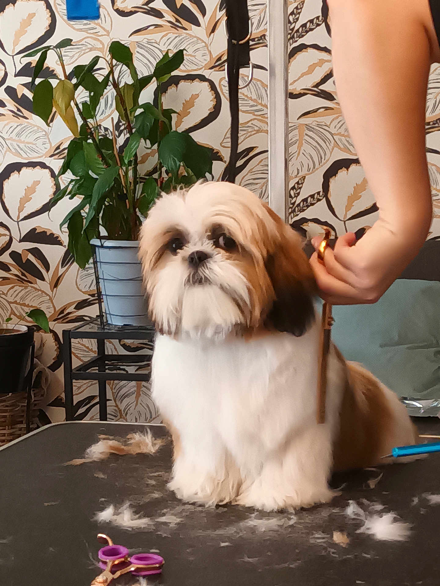 Atina participe au concours pour gagner de l'argent avec cette photo : dog, shih_tzu, grooming, fur, scissors, table, hand, ear, indoor, plant, potted_plant, leafy_wallpaper, furniture, pet_care, fur_clippings, brown_and_white, cute, small_dog, person, animal