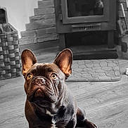 Arthur a rejoint le concours — aidez-le/la à gagner de superbes lots ! dog, french_bulldog, puppy, floor, fireplace, stone_wall, wood_floor, indoors, pet, animal, brown, ears, eyes, sitting, cozy, home, selective_color, black_and_white_background, cute, portrait