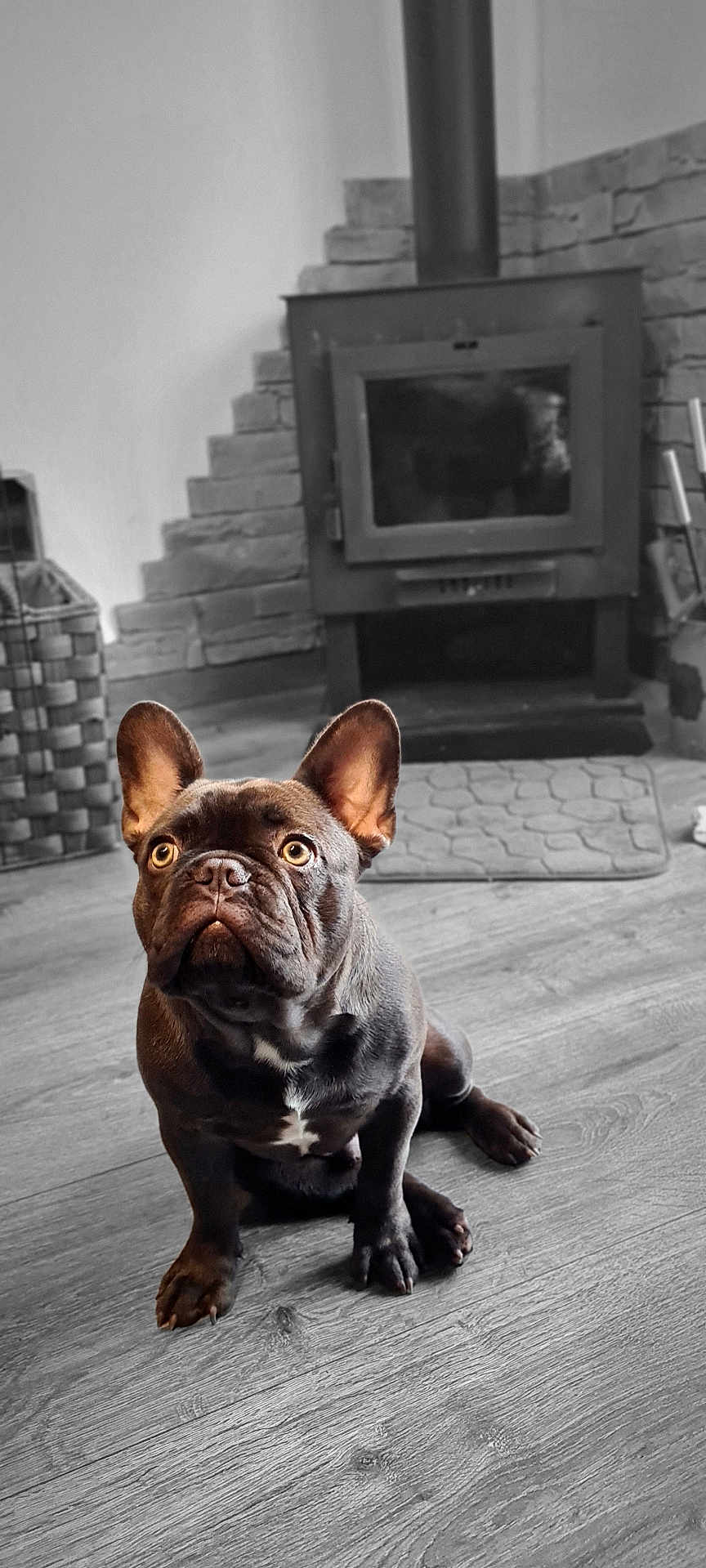 Arthur a rejoint le concours — aidez-le/la à gagner de superbes lots ! dog, french_bulldog, puppy, floor, fireplace, stone_wall, wood_floor, indoors, pet, animal, brown, ears, eyes, sitting, cozy, home, selective_color, black_and_white_background, cute, portrait