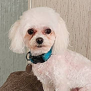 Happy is registered to the contest to win money with this photo: dog, white_dog, small_dog, pet, collar, indoor, curious, fur, close_up, animal, cute, domestic_animal, companion, canine, sitting, brown_surface, background, household, portrait, alert