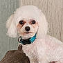 dog, white_dog, small_dog, pet, collar, indoor, curious, fur, close_up, animal, cute, domestic_animal, companion, canine, sitting, brown_surface, background, household, portrait, alert