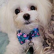 Happy Hardwick is registered to the contest to win money with this photo: accessories, animal, bandana, bowtie, canine, cockerspaniel, dog, eskimodog, formalwear, headband, jewelry, leash, necklace, necktie, pet, poodle, puppy, terrier, tie, whitedog