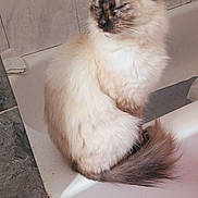 Ms. Vegas is registered to the contest to win money with this photo: cat, fluffy, bathtub, indoor, pet, fur, tail, cream_color, brown_color, relaxed, sitting, domestic_animal, quiet, bathroom, tile_wall, edge, calm, feline, whiskers, ears