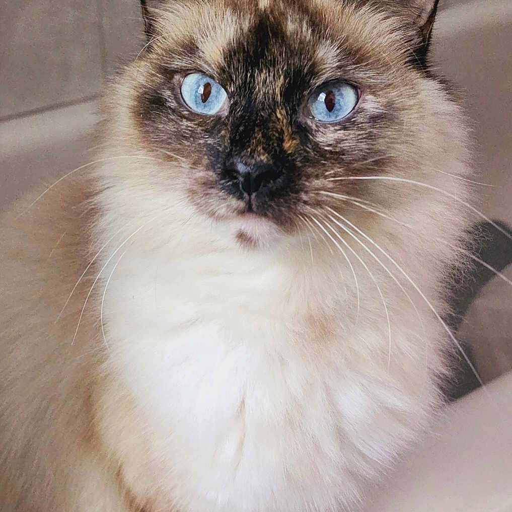 Ms. Vegas is registered to the contest to win money with this photo: cat, blue_eyes, fluffy, close_up, pet, animal, feline, whiskers, portrait, indoor, curious, soft_fur, domestic_cat, mammal, face, ears, cute, looking_at_camera, tabby_pattern, calm