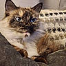Ms. Vegas is registered to the contest to win money with this photo: cat, fluffy, blue_eyes, pet, indoor, cozy, blanket, cushion, fur, whiskers, relaxed, resting, close_up, animal, feline, domestic, portrait, cute, soft, comfort