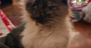 Ms. Vegas is registered to the contest to win money with this photo: cat, indoor, christmas_tree, decorations, blurred, fluffy, pet, animal, holiday, lights, furniture, floor, cozy, close_up, domestic, mammal, ears, fur, relaxing, winter