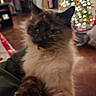 cat, indoor, christmas_tree, decorations, blurred, fluffy, pet, animal, holiday, lights, furniture, floor, cozy, close_up, domestic, mammal, ears, fur, relaxing, winter