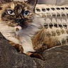 Ms. Vegas is registered to the contest to win money with this photo: cat, tortoiseshell, blue_eyes, fluffy, couch, pillow, indoor, pet, relaxed, feline, whiskers, fur, closeup, portrait, domestic_animal, cozy, resting, animal, cute, mammal