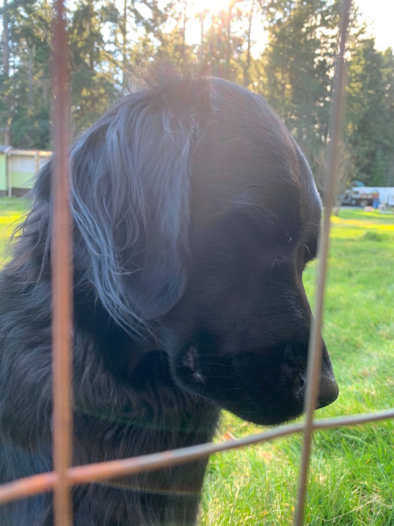 Marvin joined the competition — help win amazing prizes! canidae, fawn, grass, hair, snout, sporting_group, tail