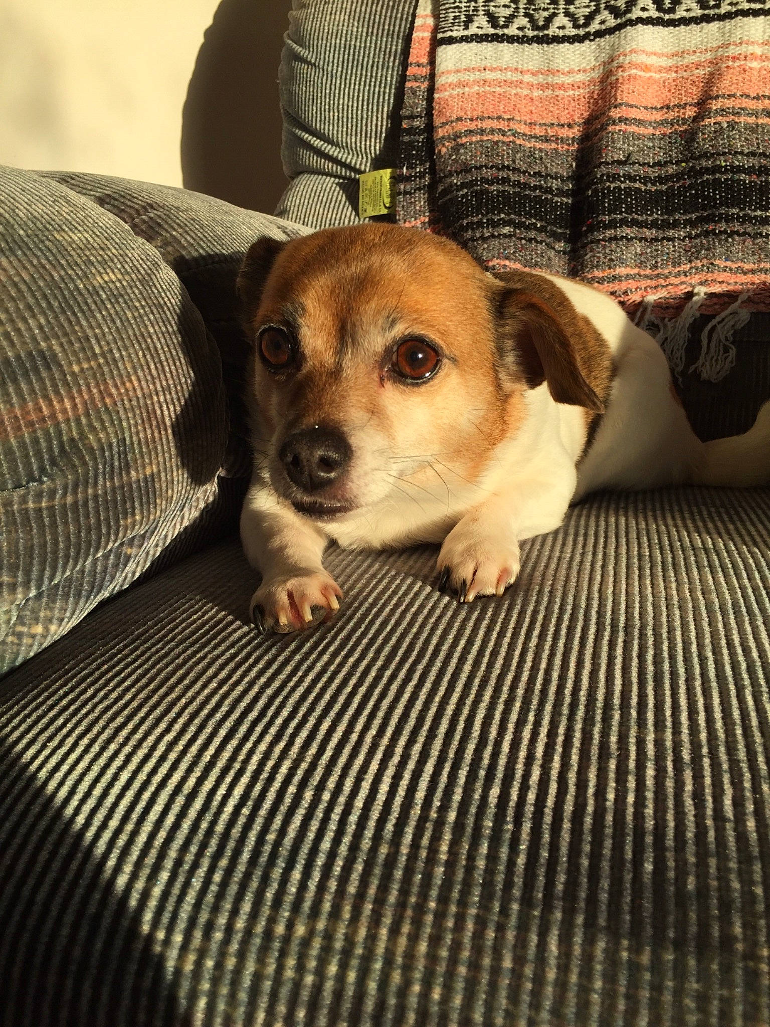 Brady is registered to the contest to win money with this photo: beagle, canidae, carnivore, companion_dog, dog, dog_breed, fawn, feist, jack_russell_terrier, mammal, puppy, puppy_love, rare_breed_dog, russell_terrier, snout, vertebrate