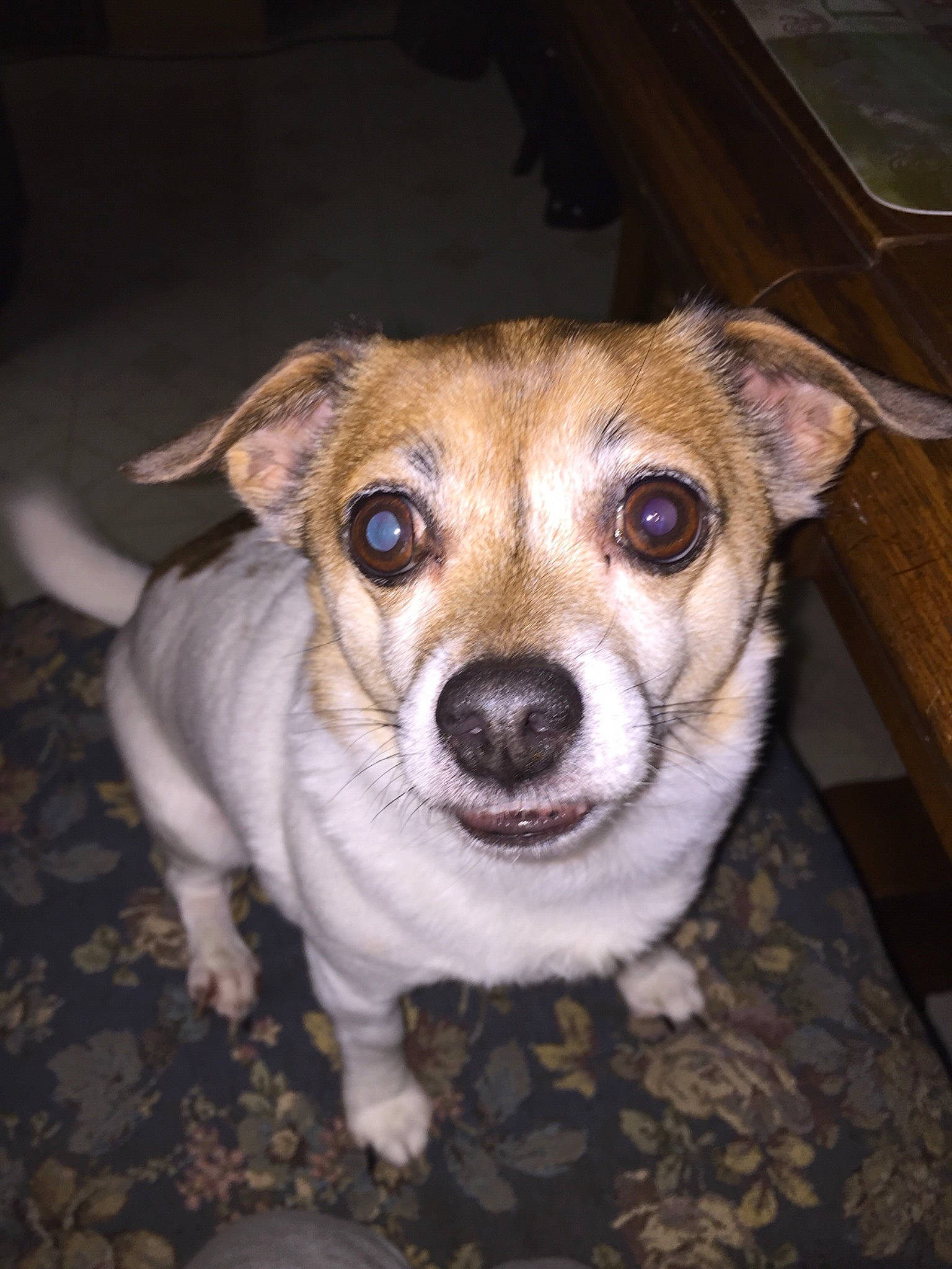 Brady is registered to the contest to win money with this photo: canidae, carnivore, companion_dog, corgi_chihuahua, dog, dog_breed, fawn, feist, jack_russell_terrier, mammal, miniature_fox_terrier, nose, puppy, rare_breed_dog, rat_terrier, russell_terrier, snout, sporting_group, vertebrate, whiskers