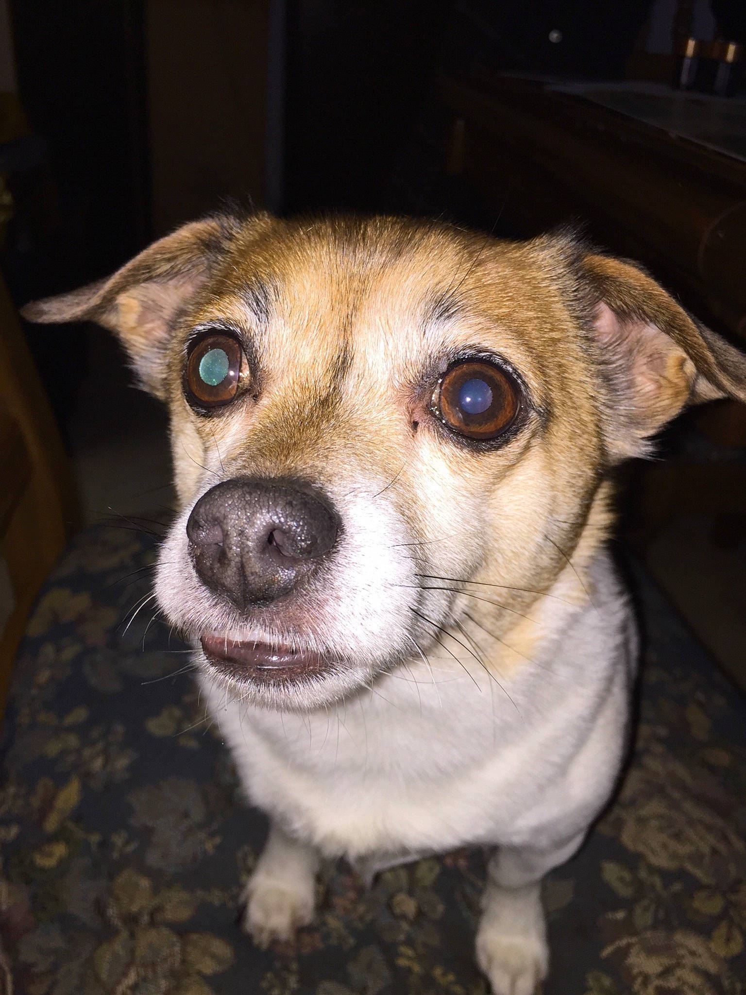 Brady is registered to the contest to win money with this photo: canidae, carnivore, companion_dog, corgi_chihuahua, dog, dog_breed, fawn, feist, mammal, miniature_fox_terrier, nose, puppy, rare_breed_dog, rat_terrier, russell_terrier, snout, sporting_group, teddy_roosevelt_terrier, vertebrate, whiskers