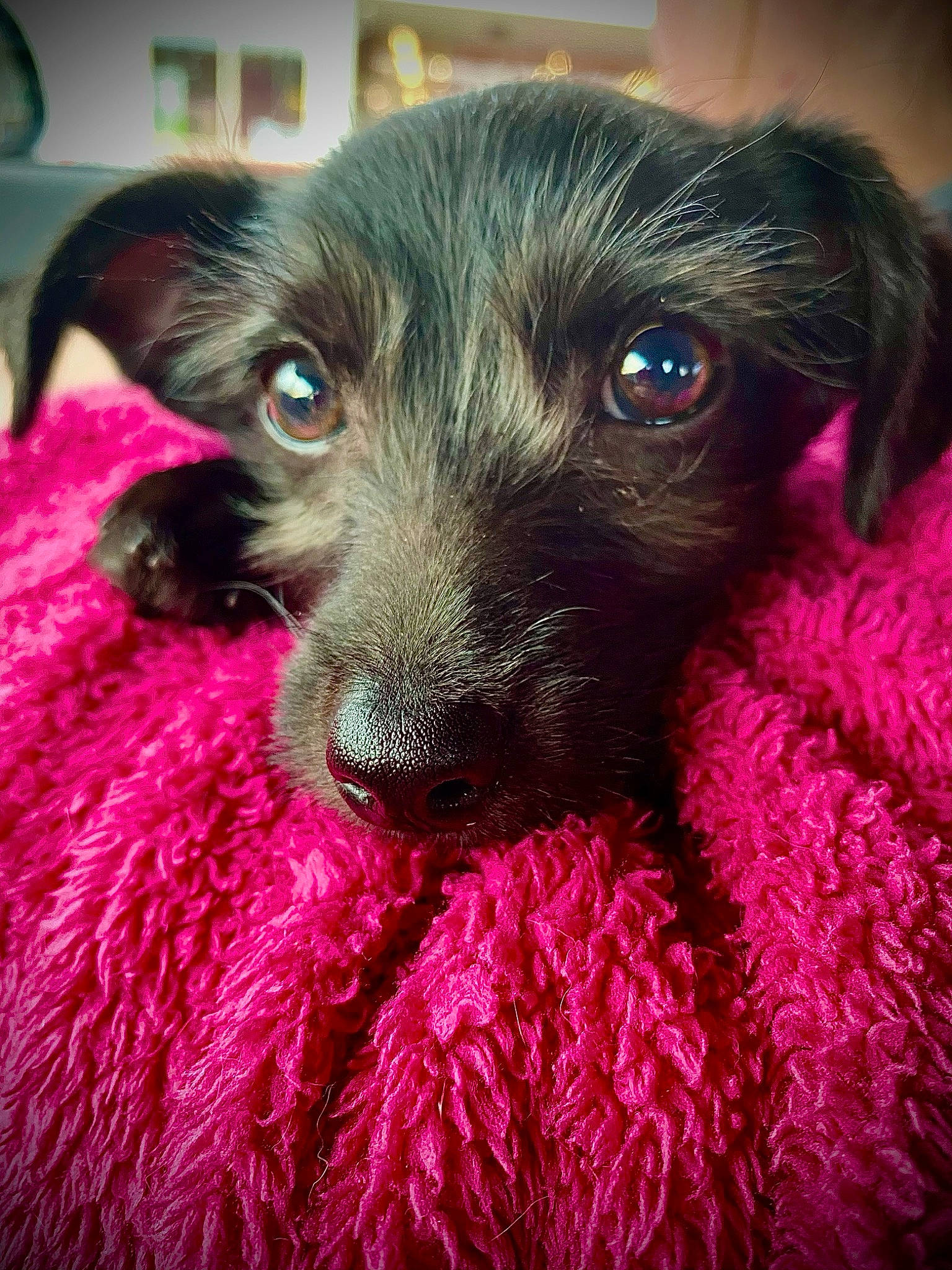 Luna joined the competition — help win amazing prizes! canidae, carnivore, comfort, companion_dog, dog, dog_breed, ear, fur, liver, magenta, paw, pink, puppy, puppy_love, snout, sporting_group, terrier, toy_dog, whiskers, working_animal