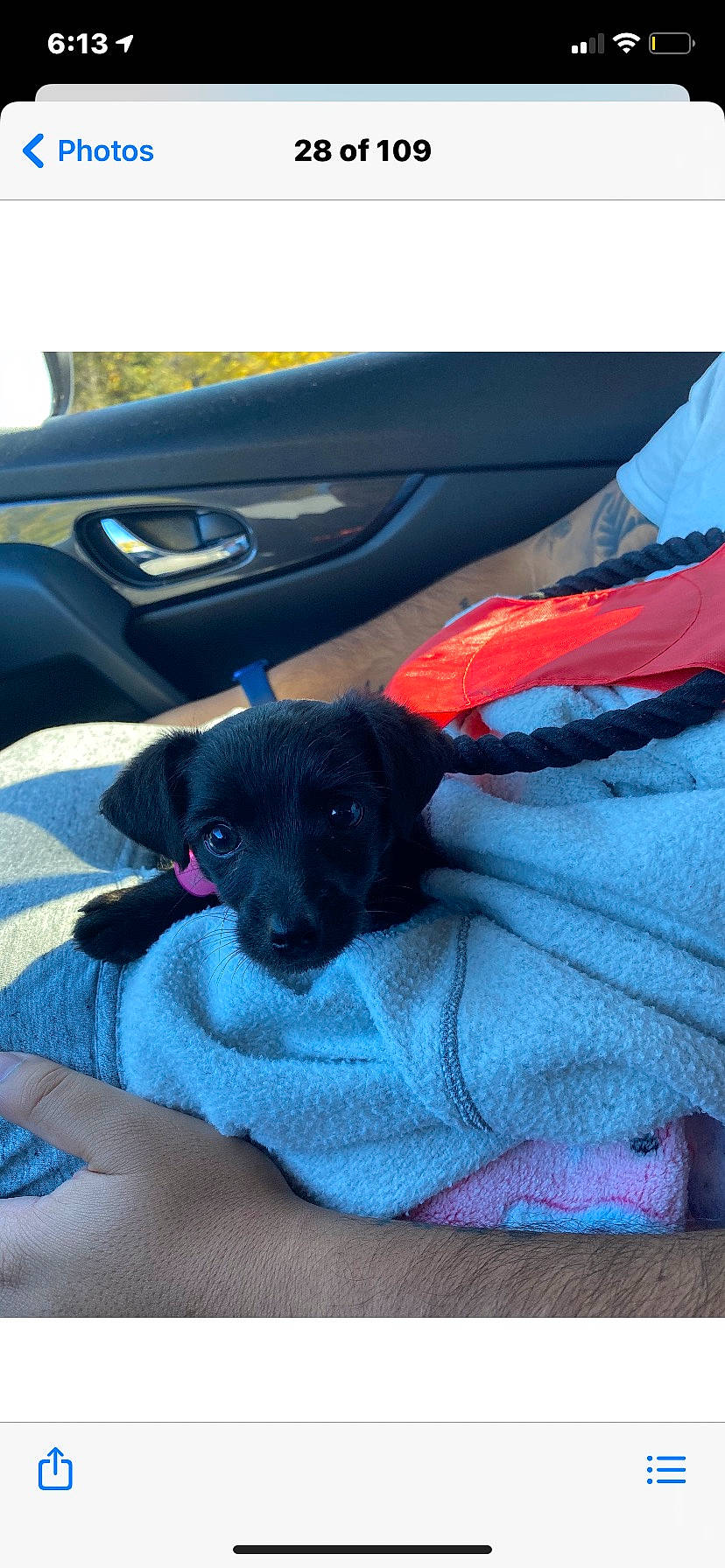 Luna is registered to the contest to win money with this photo: auto_part, automotive_exterior, canidae, car_seat, car_seat_cover, carnivore, comfort, companion_dog, dog, dog_breed, electric_blue, family_car, fawn, motor_vehicle, snout, sporting_group, steering_wheel, tints_and_shades, vehicle, vehicle_door