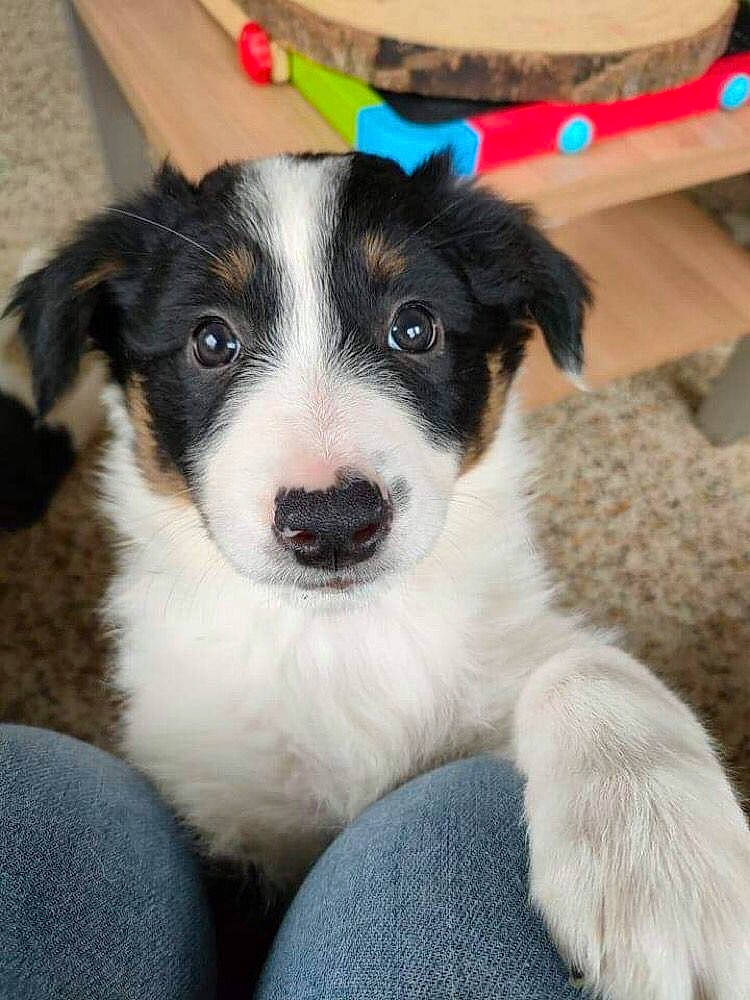 Molly a rejoint le concours — aidez-le/la à gagner de superbes lots ! border_collie, carnivore, collar, companion_dog, dog, dog_breed, dog_collar, herding_dog, snout, sporting_group, whiskers, working_animal, working_dog