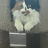 Callie joined the competition — help win amazing prizes! cat, calico_cat, cat_tree, carpet, pet, animal, feline, indoor, lock_screen, digital_clock, time, date, paw, curious, relaxed, looking, fur, whiskers, cute, pet_accessory