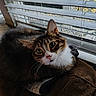 Milton is registered to the contest to win money with this photo: animal, blinds, brown, cat, closeup, cozy, curious, domestic, face, feline, fur, green_eyes, indoor, natural_light, pet, resting, tabby, towel, whiskers, window