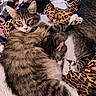 Milton joined the competition — help win amazing prizes! animal, blanket, cat, cats, closeup, companion, cozy, cute, domestic_animal, feline, fur, indoor, leopard_print, paw, pet, plaid, resting, sleeping, snuggling, whiskers