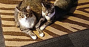 Milton joined the competition — help win amazing prizes! animal, cat, companion, cozy, cute, domestic_animal, feline, fur, indoor, mammal, pet, relaxed, resting, rug, striped, sunlight, tabby_cat, two_animals, white_paws, zebra_pattern