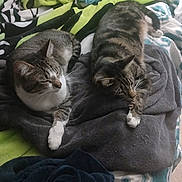 Loki is registered to the contest to win money with this photo: cats, cat, pets, sleeping, resting, tabby, gray_cat, white_paws, whiskers, ears, fur, animals, bed, blanket, bedding, cozy, indoors, home, relaxed, cute