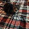 Loki is registered to the contest to win money with this photo: cat, tabby_cat, pet, animal, feline, portrait, staring, bed, bedspread, plaid, textile, bedroom, shoes, sneakers, cable, indoor, home, cozy, whiskers, ears