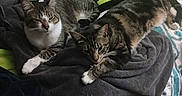 Loki is registered to the contest to win money with this photo: cat, cats, tabby_cat, sleeping, resting, bed, blanket, bedroom, indoor, pets, feline, fur, striped_fur, white_paws, sitting, lying_down, relaxed, cozy, bedding, nap