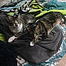 bed, bedding, bedroom, blanket, cat, cats, cozy, feline, fur, indoor, lying_down, nap, pets, relaxed, resting, sitting, sleeping, striped_fur, tabby_cat, white_paws