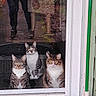 Loki joined the competition — help win amazing prizes! cat, cats, feline, pet, สัต?, three_cats, tabby, longhaired_cat, white_chest, sitting, staring, indoors, glass_door, window, reflection, doormat, doorway, outdoor, walkway, autumn