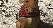 King joined the competition — help win amazing prizes! animal, bandana, brown_dog, canine, daylight, dog, ears, eyes, front_view, fur, ground, nature, nose, outdoor, pet, portrait, red_bandana, sitting, snow, winter
