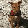 animal, bandana, brown_dog, canine, daylight, dog, ears, eyes, front_view, fur, ground, nature, nose, outdoor, pet, portrait, red_bandana, sitting, snow, winter