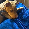 King is registered to the contest to win money with this photo: animal, blanket, blue_blanket, canine, close_up, collar, cozy, dog, floppy_ears, furniture, indoors, lying_down, pet, portrait, relaxed, resting, short_hair, sleeping, tan_dog, wood_paneling