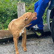 King joined the competition — help win amazing prizes! animal, blue_clothing, brown_dog, dog, forest, gravel, greenery, happy, hiking, interaction, large_dog, outdoors, person, pet, roadside, shoes, standing, vehicle, wooden_post, woodland
