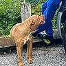 animal, blue_clothing, brown_dog, dog, forest, gravel, greenery, happy, hiking, interaction, large_dog, outdoors, person, pet, roadside, shoes, standing, vehicle, wooden_post, woodland