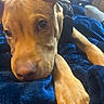 King joined the competition — help win amazing prizes! animal, blue_blanket, brown, close_up, cozy, dog, eyes, face, home, indoors, lying_down, nose, paws, pet, portrait, puppy, relaxed, short_hair, soft_lighting, tan_dog