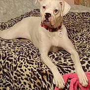 Nala joined the competition — help win amazing prizes! animal, bed, bedroom, blanket, boxer, bulldog, canine, couch, dog, frenchbulldog, furniture, indoors, pet, pitbull, pointer, puppy, quilt, room, terrier, whitedog