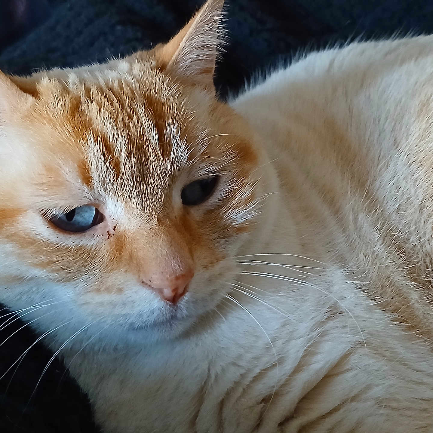 Glumotte participe au concours pour gagner de l'argent avec cette photo : animal_face, blanket, blue_eyes, cat, close_up, cream_fur, cute, domestic_animal, ears, feline, fur_texture, indoor, macro, nose, orange_cat, pet, portrait, resting, sleepy, whiskers
