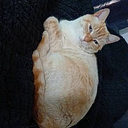 Glumotte participe au concours pour gagner de l'argent avec cette photo : animal, black_blanket, cat, companion, cozy, curled_up, cute, cute_pet, domestic_cat, ears, feline, fur, indoor, orange_cat, pet, relaxed, resting, sleepy, whiskers, white_cat