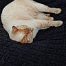 Glumotte participe au concours pour gagner de l'argent avec cette photo : animal, blanket, cat, cozy, cream_color, cute, domestic, feline, fur, indoor, nap, paw, pet, quiet, relaxing, resting, sleeping, soft, warm, whiskers
