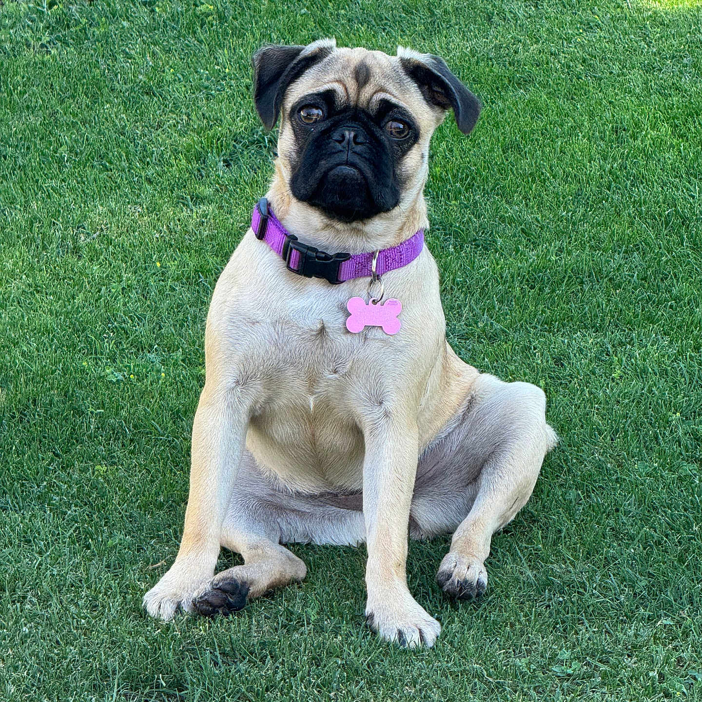 Lala is registered to the contest to win money with this photo: animal, canine, collar, cute, daylight, dog, ears, fur, grass, muzzle, nature, outdoor, paw, pet, pink_tag, pond, pug, purple_collar, sitting, summer