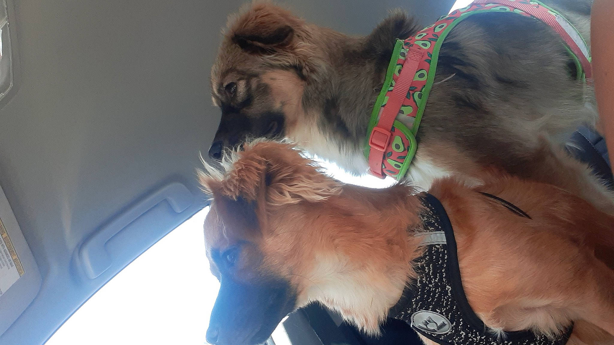 Wisky joined the competition — help win amazing prizes! beard, canidae, carnivore, collar, companion_dog, dog, dog_breed, dog_collar, event, fashion_accessory, fawn, fur, leash, liver, pet_supply, primate, snout, sporting_group, tail, working_animal