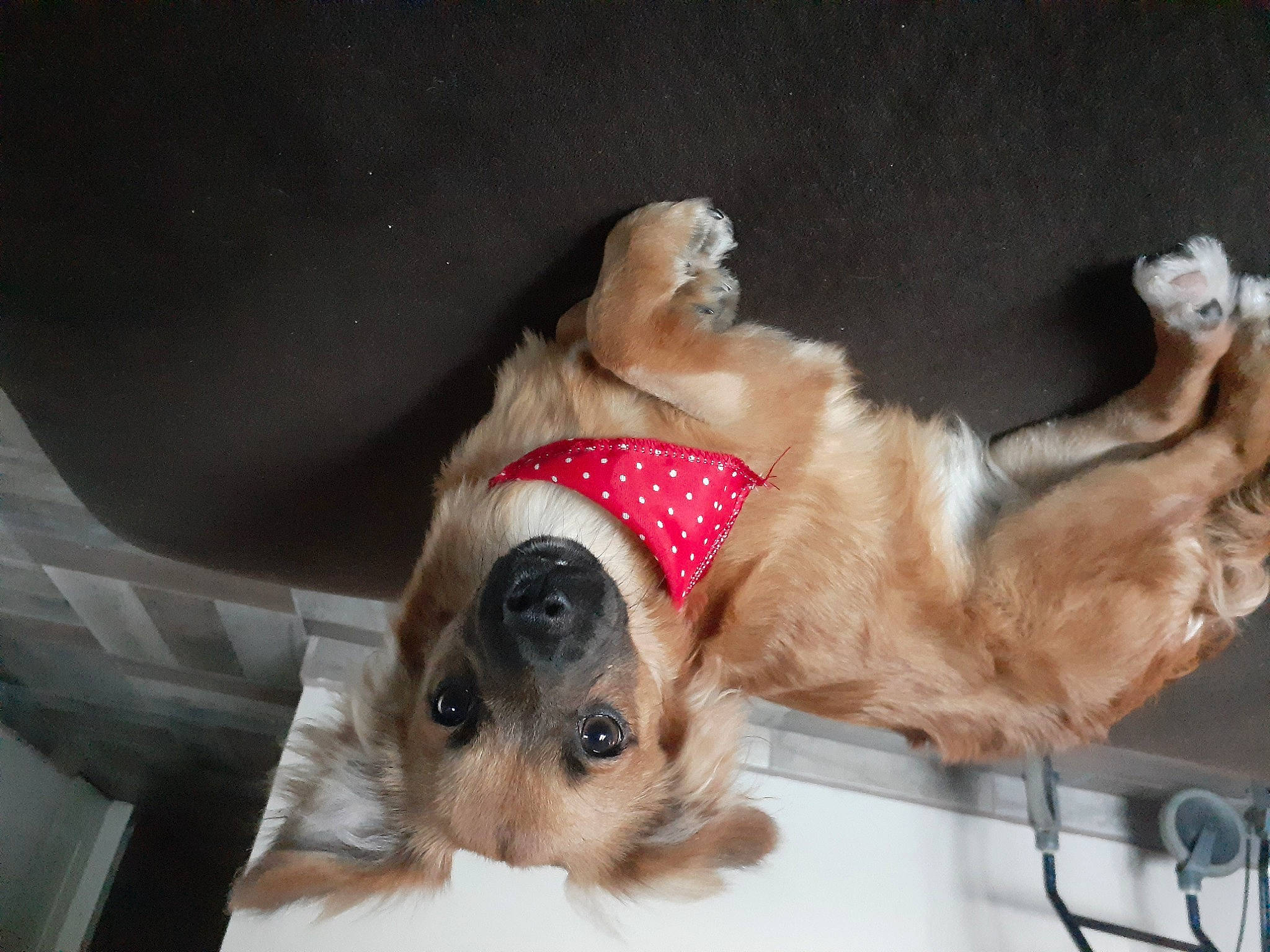 Wisky is registered to the contest to win money with this photo: carnivore, collar, comfort, companion_dog, couch, dog, dog_breed, dog_collar, dog_supply, fawn, fur, leash, paw, pet_supply, snout, sporting_group, tail, toy_dog, whiskers, working_animal