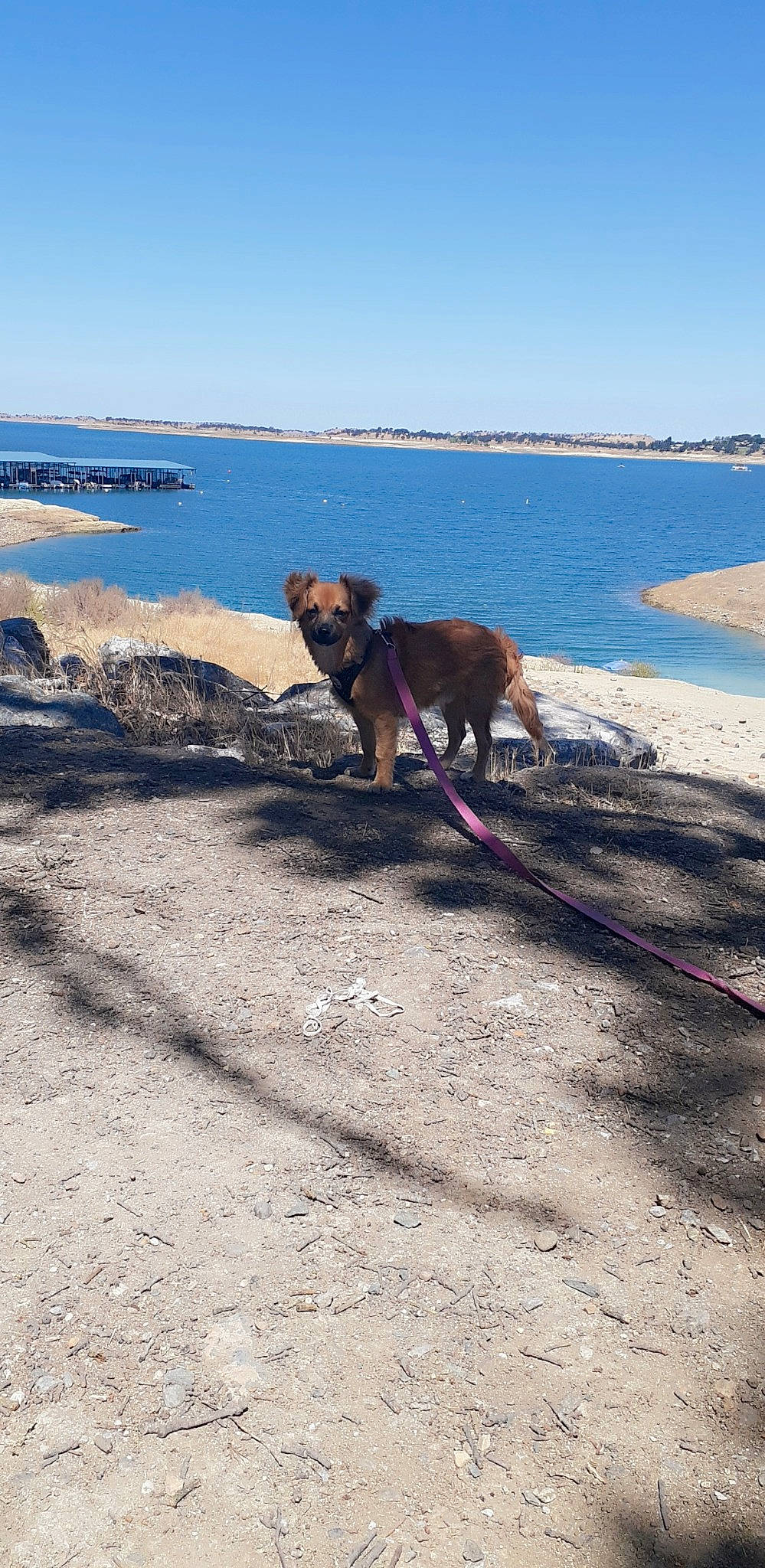 Wisky is registered to the contest to win money with this photo: azure, beach, canidae, carnivore, coast, coastal_and_oceanic_landforms, dog, dog_breed, fawn, horizon, lake, landscape, leisure, ocean, sand, shore, sky, sporting_group, water, working_animal
